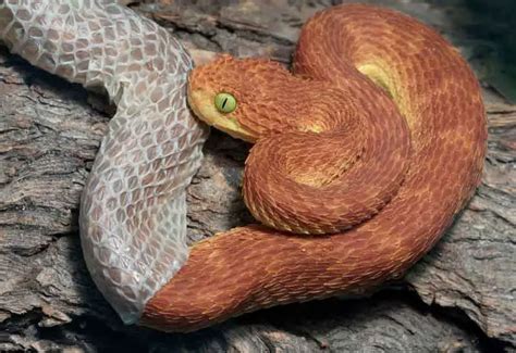 🐍 Por Qué Las Serpientes Cambian De Piel Y Cada Cuanto
