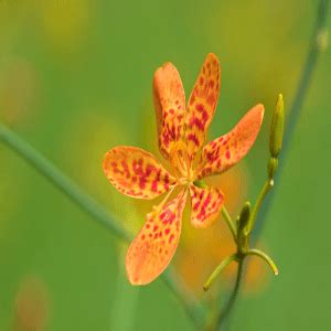 I want to sow the seeds in containers to give to friends next spring. Blackberry Lily Seeds
