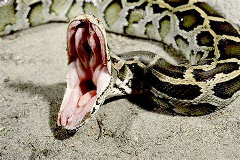Burmese Python Facts And Pictures