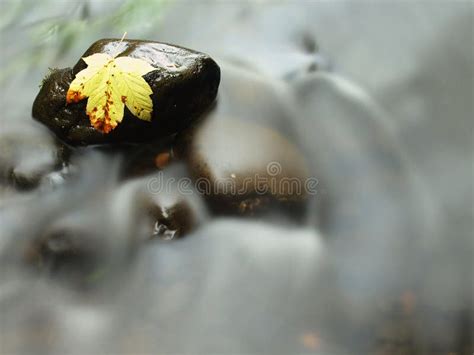 Broken Maple Leaf On Basalt Stone In Water Of Mountain River First