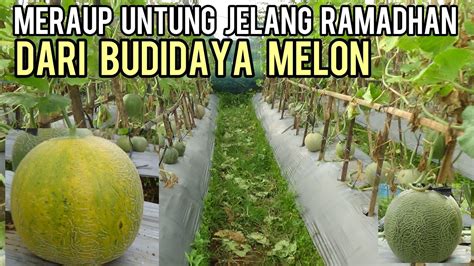 Meraup Untung Dari Budidaya Melon YouTube