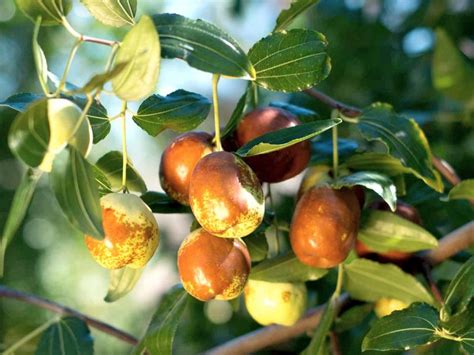The branches are clothed in thin green stems with the leaves attached flat to the stems and open out from the branches in sprays. Plant jujube trees in any well-drained soil in full sun ...