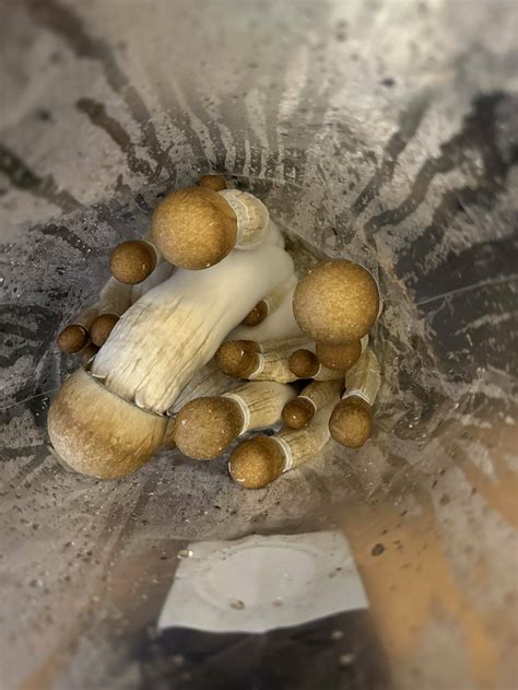 First flush of first grow - Mushroom Cultivation - Shroomery Message Board