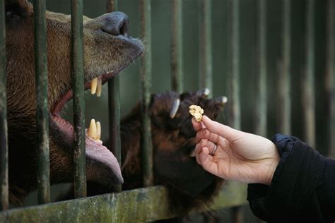 Why This Animal's Pee Smells Like Hot Buttered Popcorn