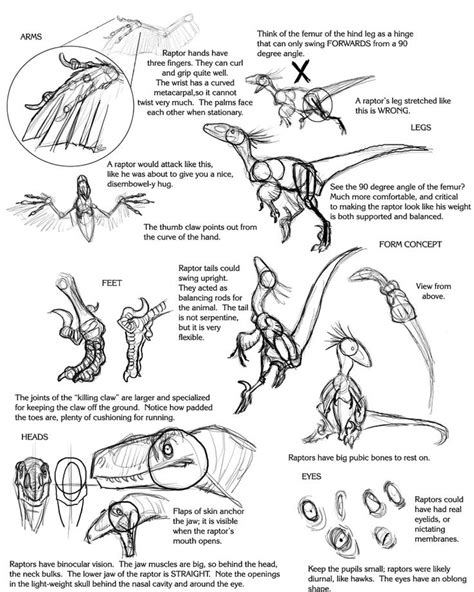 Raptor Tutorial By Droemar Dinosaur Drawing Dinosaur Sketch Dinosaur Art