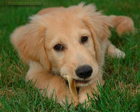 Because you and your family are in complete control of shaping their behavior and personality, you. 46+ Free Golden Retriever Puppy Wallpaper on WallpaperSafari