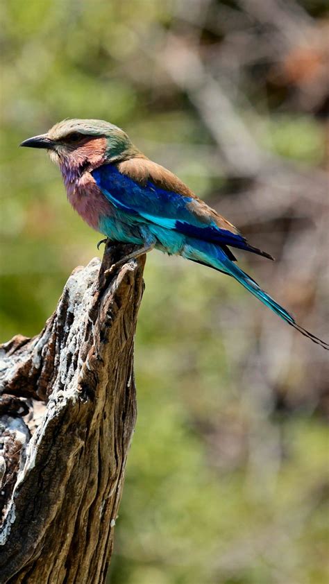 Blue and Brown Bird Perching Wallpaper - iPhone, Android ...