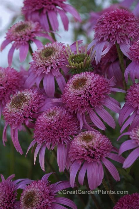 Florists everywhere will soon be opening their doors and putting out beautiful displays of vivid colour and fragrance, and it's a wonderful sight to behold. Coneflower with double flowers. What a treat! Echinacea ...