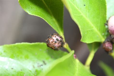 Tea tree oils, medicated shampoos, salt you name it i've tried it. Forum: Something On My Lemon Tree