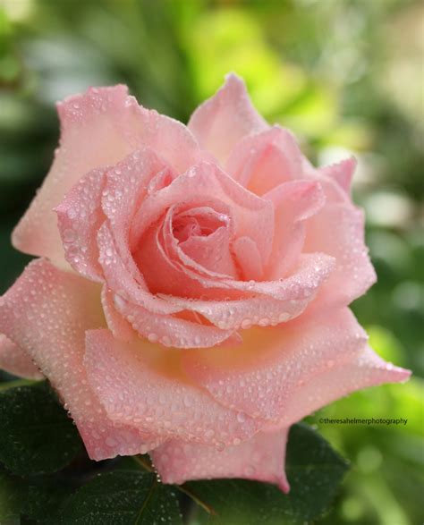 A Beautiful Pink Rose In My Garden By Theresahelmer On Deviantart