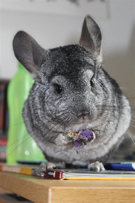 Cute Chinchilla Wallpaper and Lock screen HD image for Android - APK 