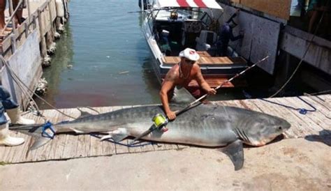 angler catches huge tiger shark off port aransas