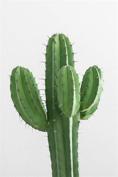 Hd quality no attribution required free for commercial use. Cactus Pictures | Download Free Images on Unsplash