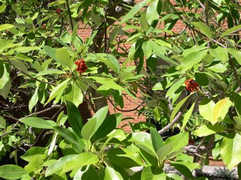 Sweetbay magnolia's native range is much larger. Magnolia virginiana | Kiefer Nursery: Trees, Shrubs ...