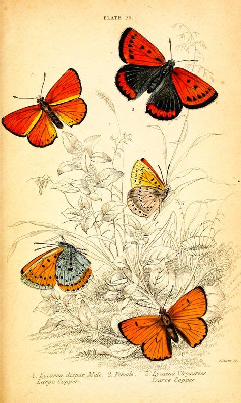 18 Botanical Prints Ideas Botanical Prints Prints Botanical