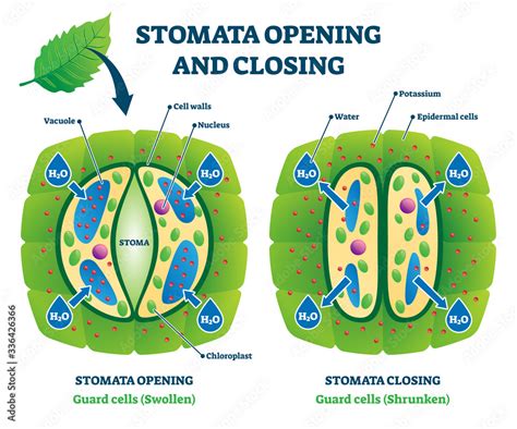 Stomata Opening And Closing Vector Illustration Labeled Educational