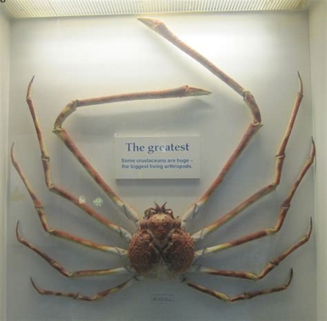 Your body has a diameter of about 37 centimeters from the top of one leg to the other, it they are omnivorous, eating carrion, plants ( which they scrape from the seabed ) or other animals such as mollusks, whose shells open in order to get to the meat. Natural History Museum | Nicholas L. Garvery