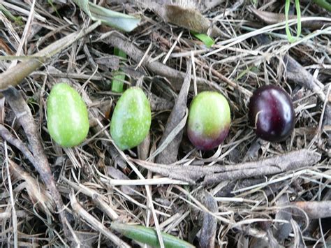 In realtà potreste usare anche un. ecomondo: Quando raccogliere le olive