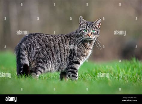 Portrait Of Domestic Cat With Mackerel Tabby Pattern In Garden Stock