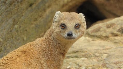 Download Free Photo Of Mongoose Fox African Beast Mongoose Cynictis