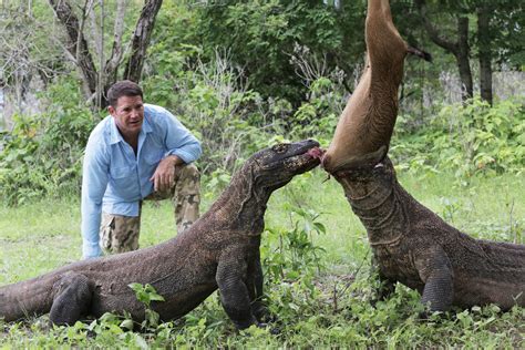The main difference between monitor lizards and komodo dragon is that komodo dragons are a type of monitor lizards, they are the deadliest monitor lizards. Steve Backshall on racing a Komodo dragon in ITV's Fierce