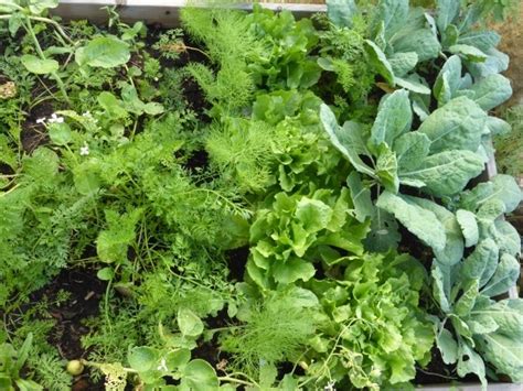 Der sommer ist vorbei und wir grüßen den september, der seine fenster öffnet, mit seinen bunten farben und reifen früchten und erfreut 🍂 #garten #ellischr. Garten und Balkon im September: Aussaat, ernten und ...