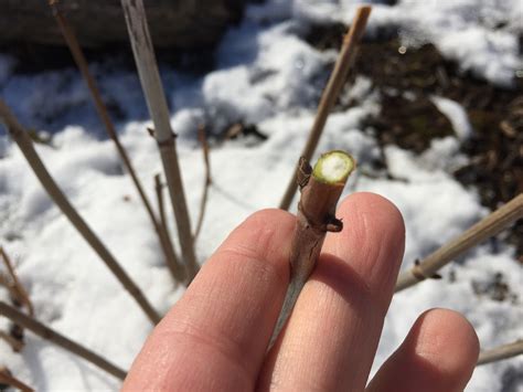 For telling me what these are! Pruning Annabelle Hydrangea Higher this Winter [Backyard ...