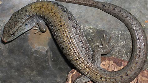 Northern Alligator Lizard Facts And Pictures