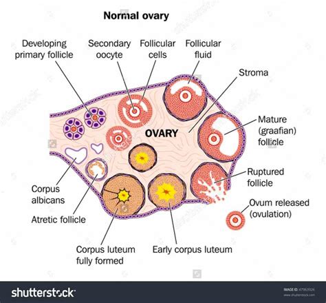 Anatomia De Los Ovarios