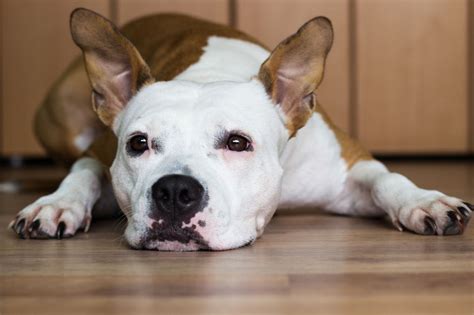 Vomiting of blood is a medical emergency. Hematemesis in Dogs