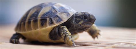 This week we try and help you decide. Tortoises as Pets: Care & Information | PetSmart