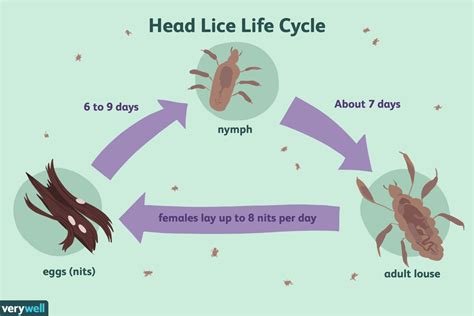 Head Lice Coping And Support