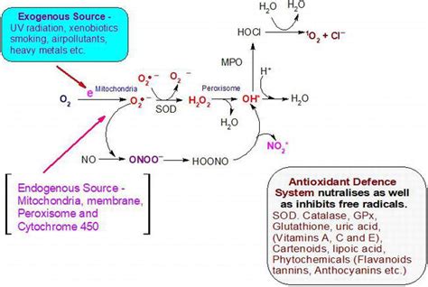 dietary phytochemicals as a natural source of antioxidants intechopen