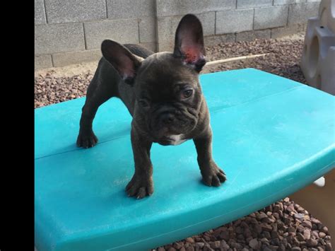 French bulldogs la is adept with video calling on facetime or skype, you name it, to bring our puppies first into your home without a drive. Las Vegas French Bulldogs - Dog Breeders - Las Vegas, NV
