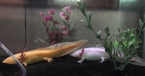 Axolotls Can Reproduce Lay Eggs Several Times A Year In Their Natural