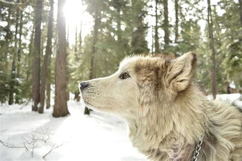 Everything You Should Know Before Getting A Wolf Hybrid Your Dog Advisor