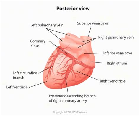The right and left coronary arteries arise from the right and left aortic sinus. EKG, ECG Interpretation Course | CEUfast Nursing ...