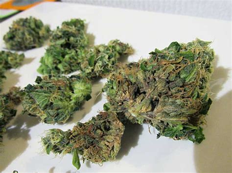 What Causes Bud Rot Kill Cannabis Diseases