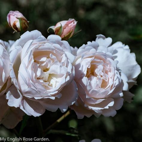 David austins coming to my garden… desdemona. David Austin Rose, DESDEMONA | David austin roses, Rose ...