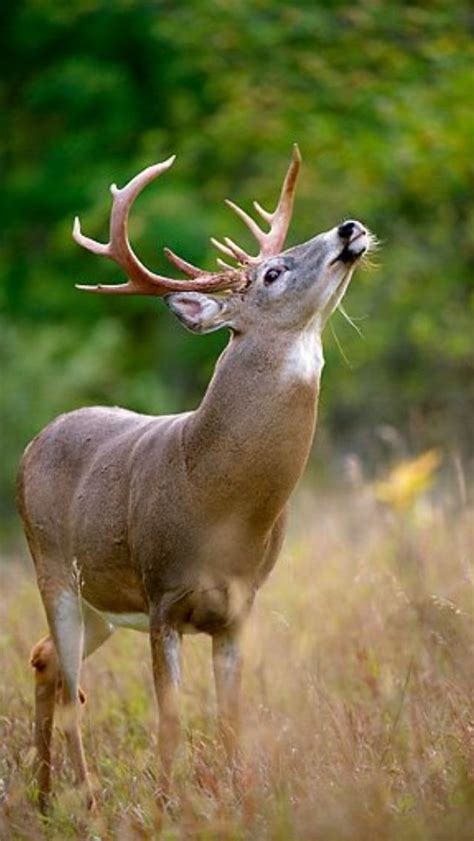 Tis The Season Cute Animals Animals Whitetail Deer