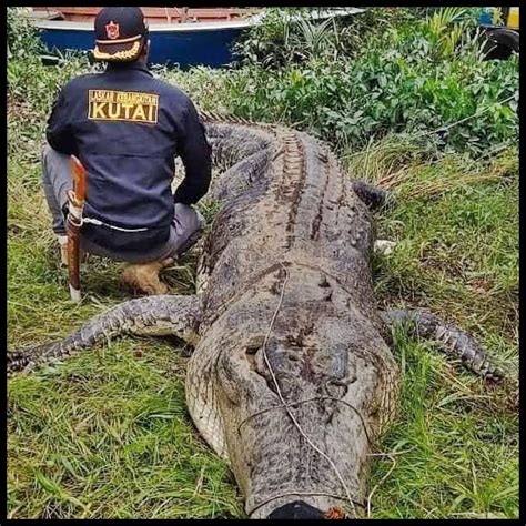 1 lihat pagi sudah terang, angin meniup pohon ilalang. Mayat Kanak-Kanak Lelaki 8 Tahun Ditemukan Dalam Perut ...