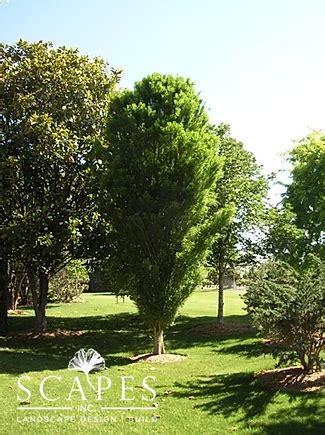 We work with many companies across. Tree Nursery | Scapes Landscaping OKC