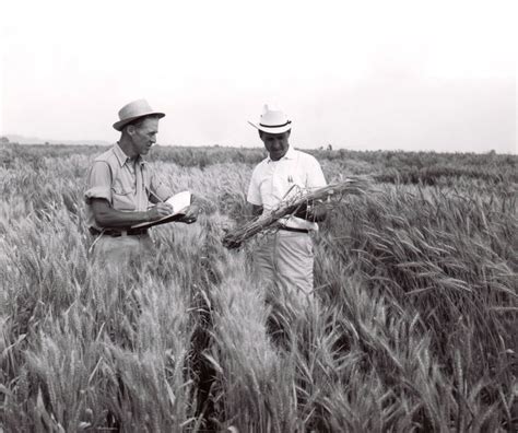 Norman E Borlaug At Centro De Investigaciones Agricolas Del Noroeste