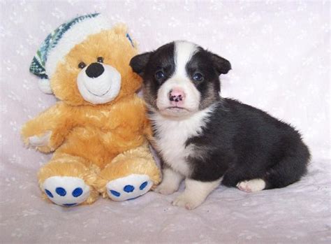 Dews done and tails docked. Pembroke Welsh Corgi Puppies for Sale in Eagar, Arizona ...