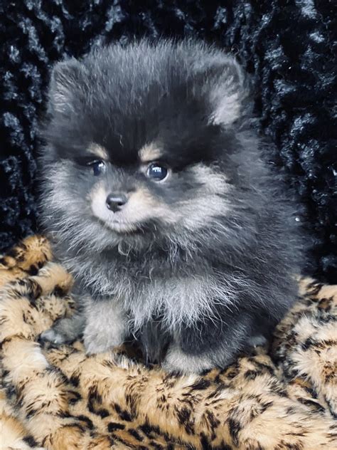 Pomeranian Puppies For Sale Greenville Ga 335054
