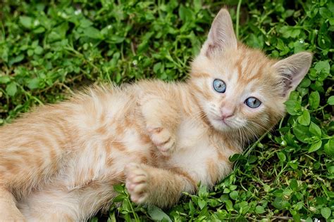 Tabby Kitten Red Cat Ginger Free Photo On Pixabay