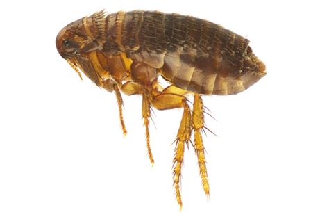 Types Of Fleas Learn About Different Flea Species In The Usa Fleabites
