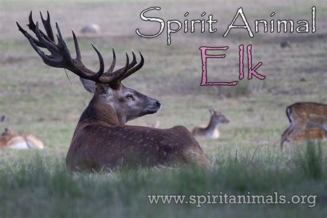 Elk Spirit Animal Meaning And Interpretations Spirit Animals
