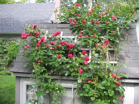 Easiest Roses To Grow Foolproof Rose Growing Guide Plant Instructions