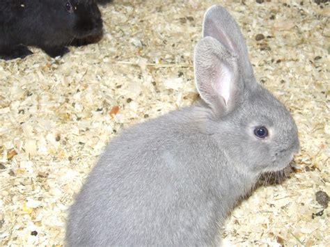 W Midlands - Rabbits for sale | Reptile Forums